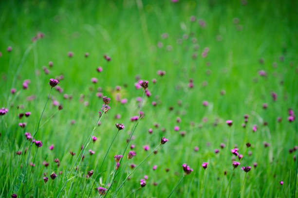 Purple flowers garden background