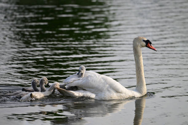istock Funny baby Mute Swan riding on mothers back 2156709708