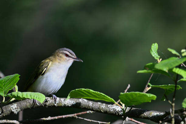 Red Eyed Vireo bird