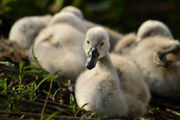 Cute baby Mute swan stretches its neck and looks around from the group of siblings sleeping on shore