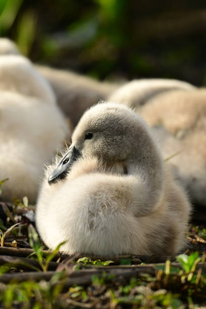 istock Adorable baby Mute Swan waking up 2156710814