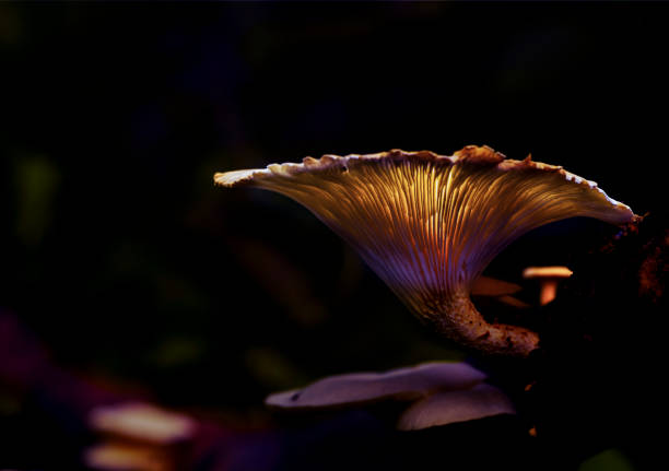 istock fresh mushroom in light painting 2156711023