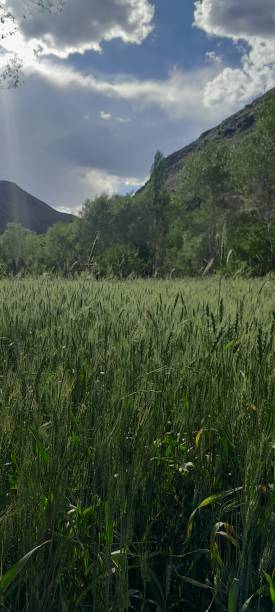 istock green wheat farm on a spring field 2156711153