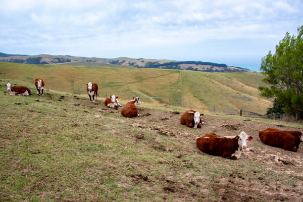 istock Cattle in Canterbury Region 2156711374