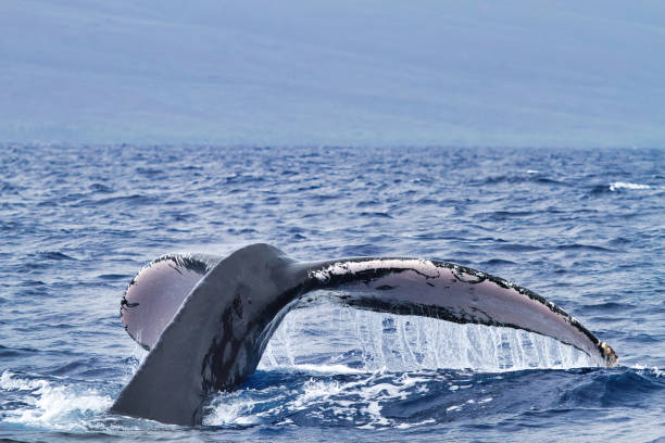 istock Massive humpback with tail slight out of the water. 2156711585