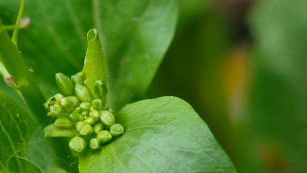 istock mustard flower buds - plant 2156714135