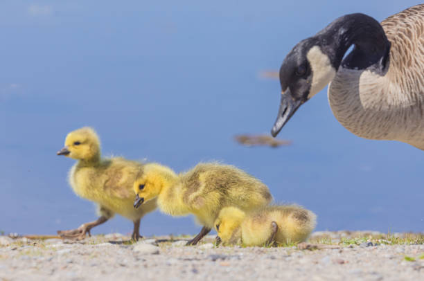 istock Goslings And Goose At The Marsh 2156714337