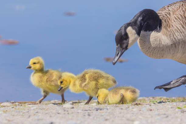 istock Goslings And Goose At The Marsh 2156714346
