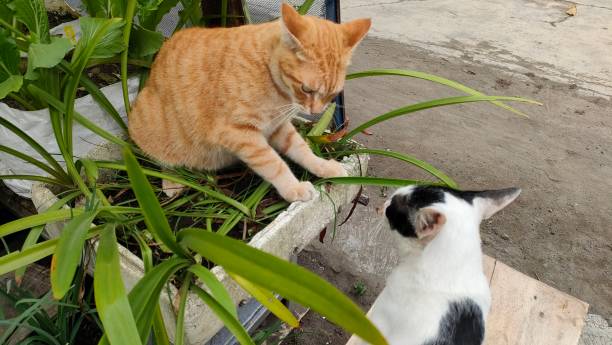 istock two cats fighting in the park 2156714792