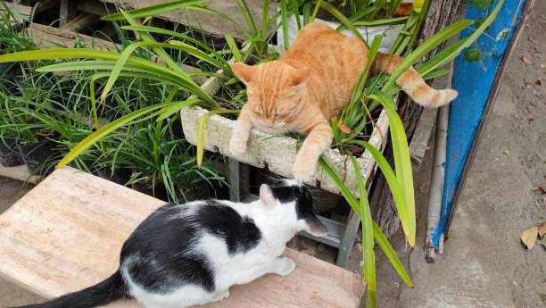 istock two cats fighting in the park 2156714857