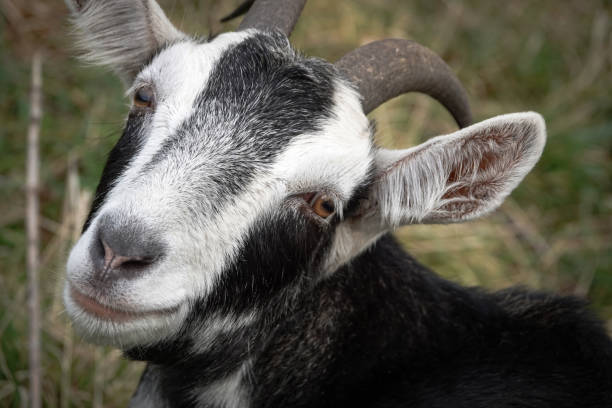 istock Close up of smiling goat 2156714890