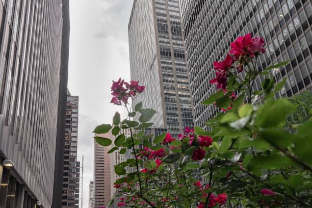 istock Roses and skyscrapers 2156716776