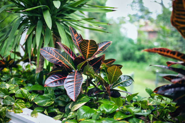 istock Tropical Plants in Outdoor Garden 2156717484