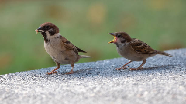 istock Dark Necked Tailorbird  stand on the branch of tree, 2156717778