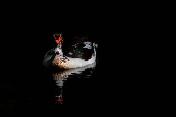 Muscovy Ducks  floating on the lake , Thailand