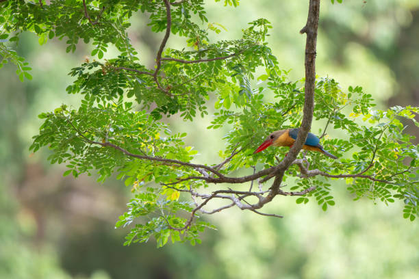 istock White Throated Rockthrush stand in the rain forest 2156717928