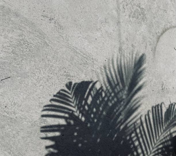istock Shadow of leaves on gray background 2156718022