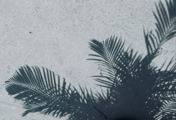 istock Shadow of leaves on gray background 2156718025
