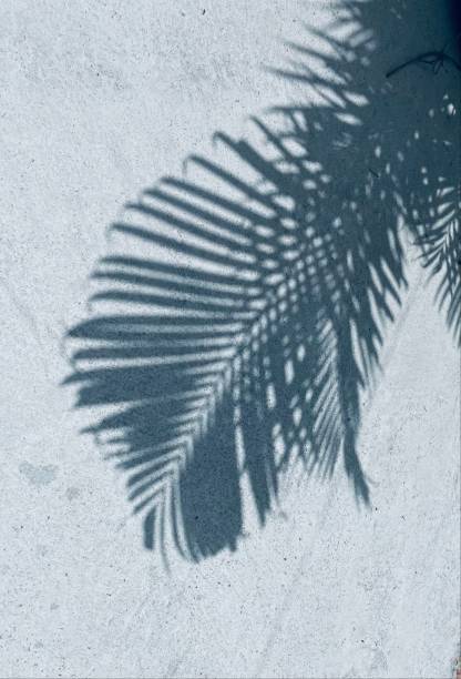 istock Shadow of leaves on gray background 2156718027