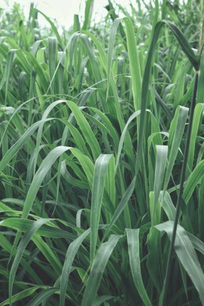 istock Green vetiver leaves background or texture 2156718065