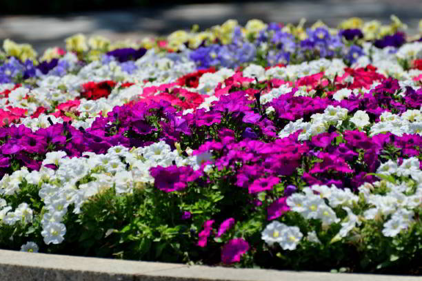 istock Petunia: One of the Most Popular Bedding Flowers 2156718729