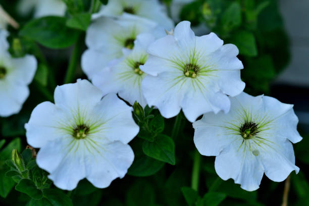 Petunia is one of the most popular garden bedding flowers and repeat bloom throughout summer. You can find petunia flowers in just about every color.
