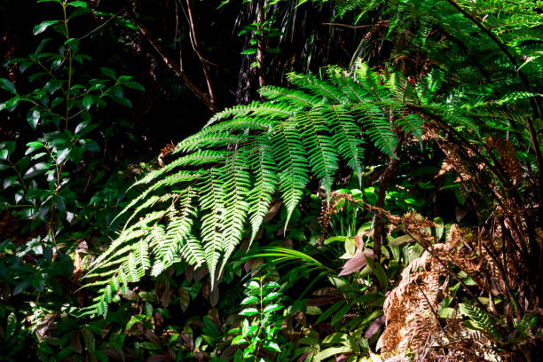 istock Fern - Cascades Kauri Regional Park 2156720264