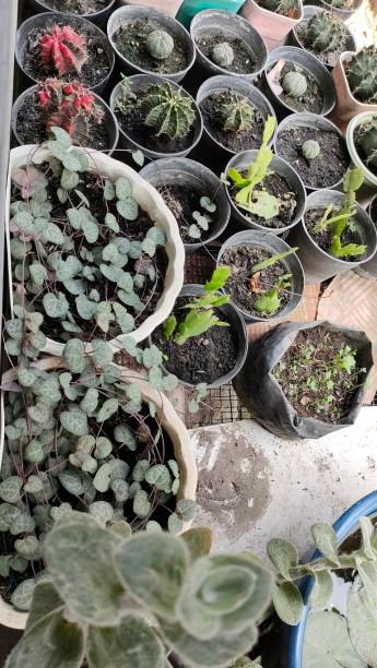 istock the succulent garden thrives 2156721224
