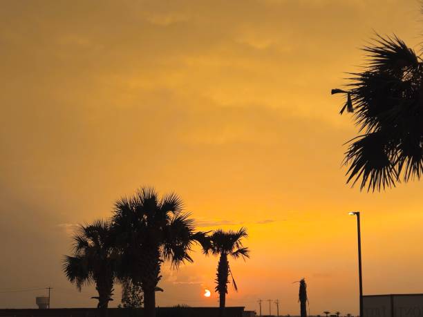 istock Golden Sky With Palm Tree Black Silhouettes 2156723536