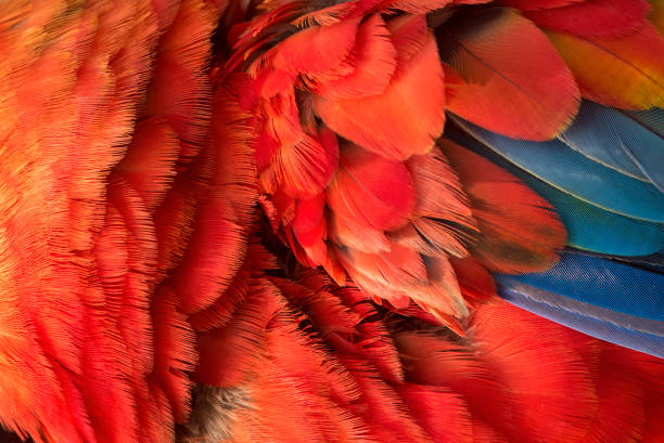istock Beautiful macaw feathers blue exotic texture for background 2156724751