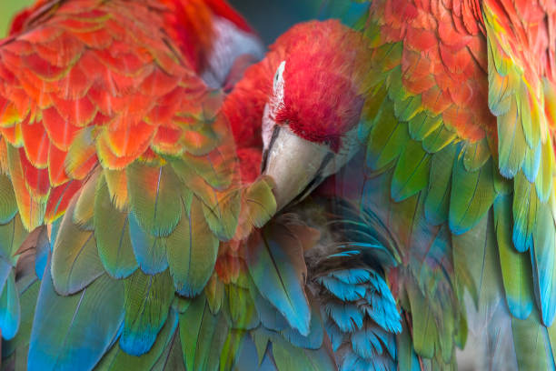 istock Beautiful macaw feathers blue exotic texture for background 2156724766