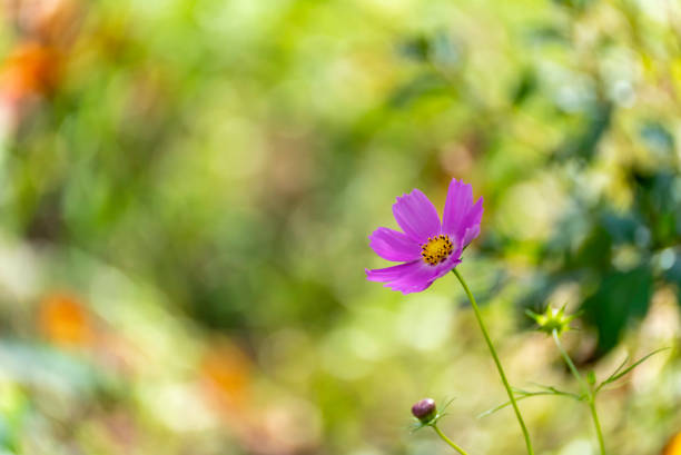 pink cosmos blooming in the field