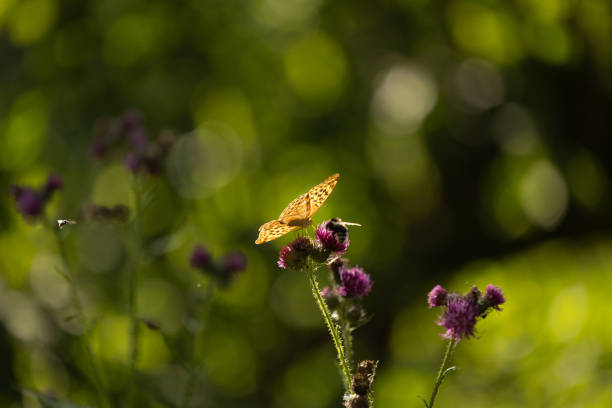Speckled wood and a fly across on the leaves
