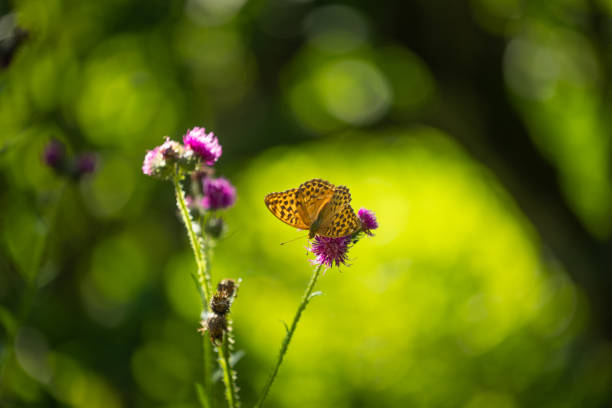 Macro photograph of a butterfly delicately feeding on a vibrant purple thistle flower. The soft-focus background in golden tones contrasts with the intricate wing patterns and delicate proboscis of the butterfly as it gathers nectar. This image captures a moment of natural harmony, showcasing pollination and biodiversity in a temperate wildflower ecosystem. Ideal for themes related to nature, ecology, entomology, and pollinator conservation.