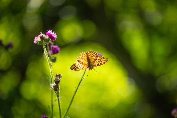 Beautiful orange butterfly feeding on the thistle flower. Summer scenery in meadow near forest in Latvia, Northern Europe.