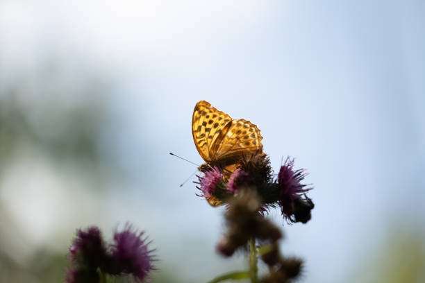 Beautiful orange butterfly feeding on the thistle flower. Summer scenery in meadow near forest in Latvia, Northern Europe.