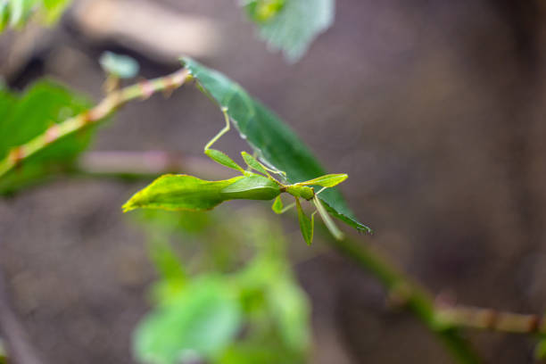 istock Exitic tropical insects in the aquarium. 2156726301