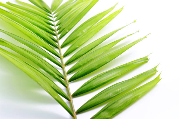 Green leaves of palm tree