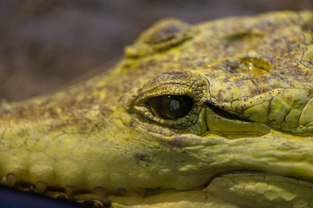 Crocodile head in the water