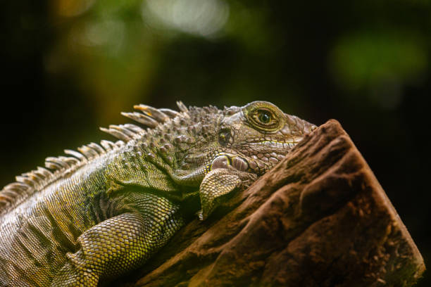 istock A beautiful green iguana resting in the tree in terrarium. 2156726732