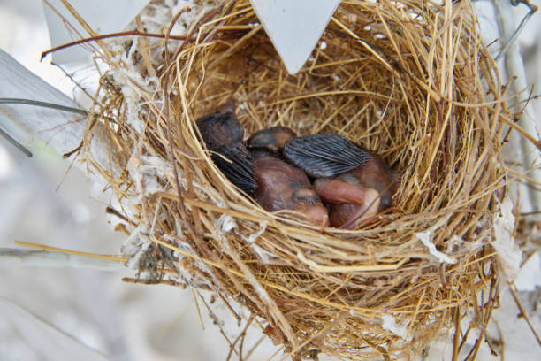 Two baby birds on their nest.