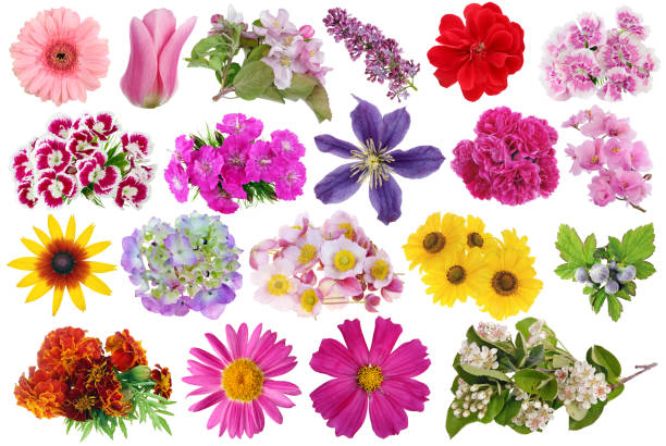 istock Various spring and summer flowers set macro isolated 2156726929