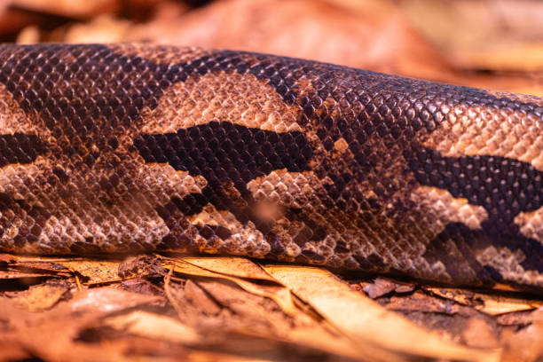 istock Beautiful brown snake living in a terrarium. 2156727143