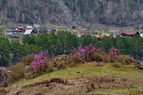 Peach blossom, Nyingchi, Tibet