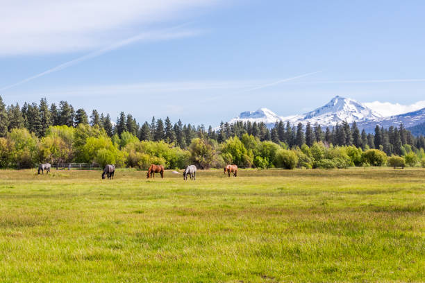 A horse without a rider running in a grass field during a horse round-up. This is located at a Guest Ranch in Whitefish. This was during a horse round-up photo shoot. Edited