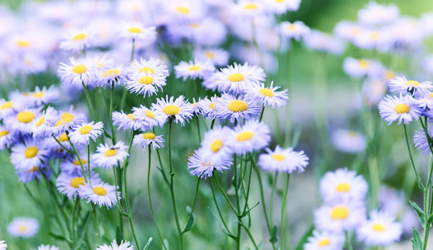 istock Nature background with spring flowers. Selective and soft focus. Close up. 2156729529