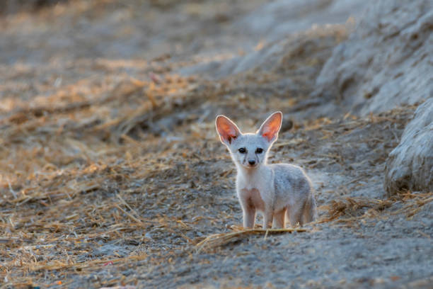 istock bengal fox puppy in habitat 2156729921