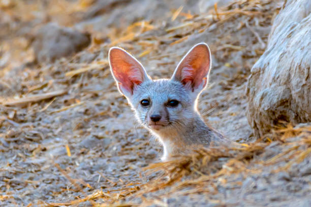 istock bengal fox puppy in habitat 2156729923