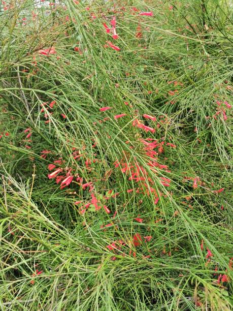 istock Background of Russelia equisetiformis. 2156730247