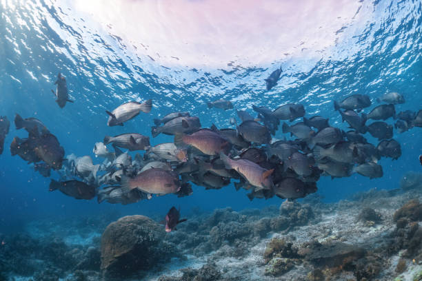 Real group of rare bumphead parrotfish photography swim in atoll deep sea scuba dive explore travel activity with shallow sun ray underwater background landscape around Sipadan island, Malaysia grupo real de fotografía de pez loro cabeza de golpe raro nadar en el atolón buceo de aguas profundas explorar la actividad de viaje con el paisaje de fondo submarino de rayos de sol poco profundos alrededor de la isla de sipadan, malasia